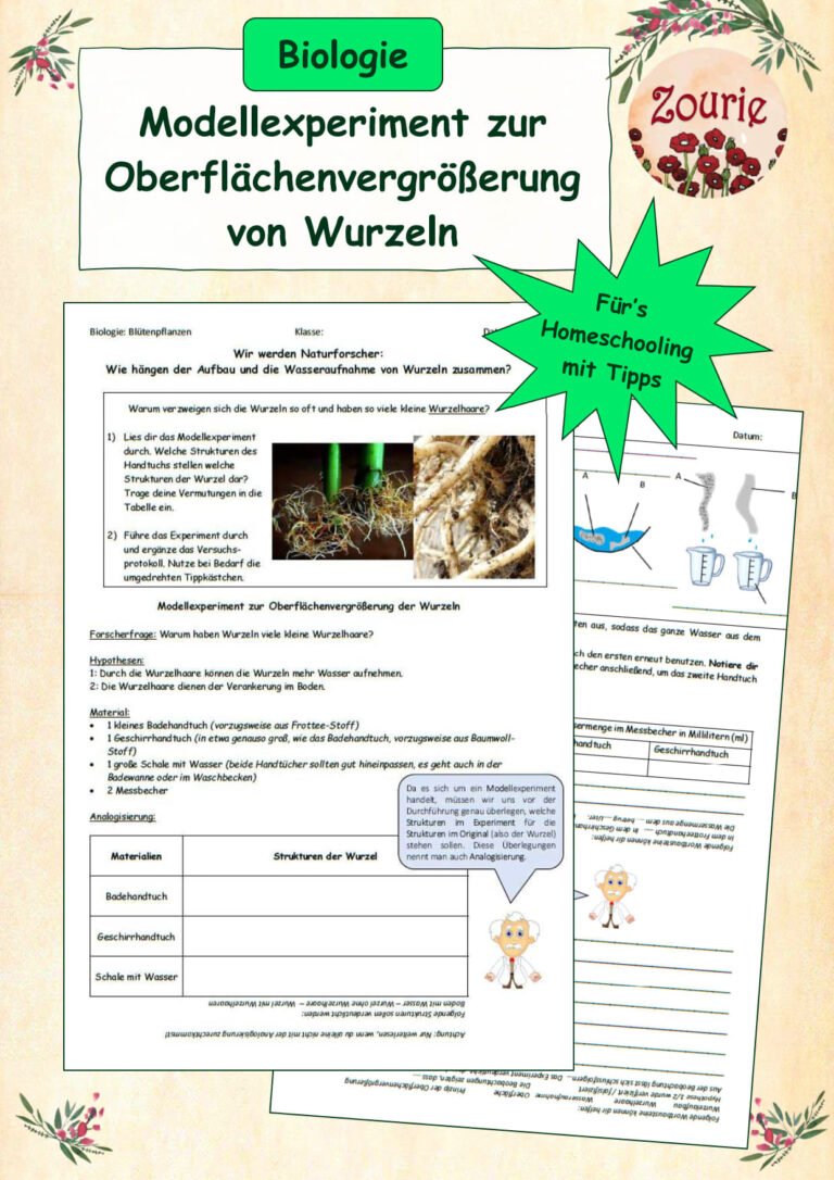 Homeschooling – Modellexperiment: Oberflächenvergrößerung von Wurzeln