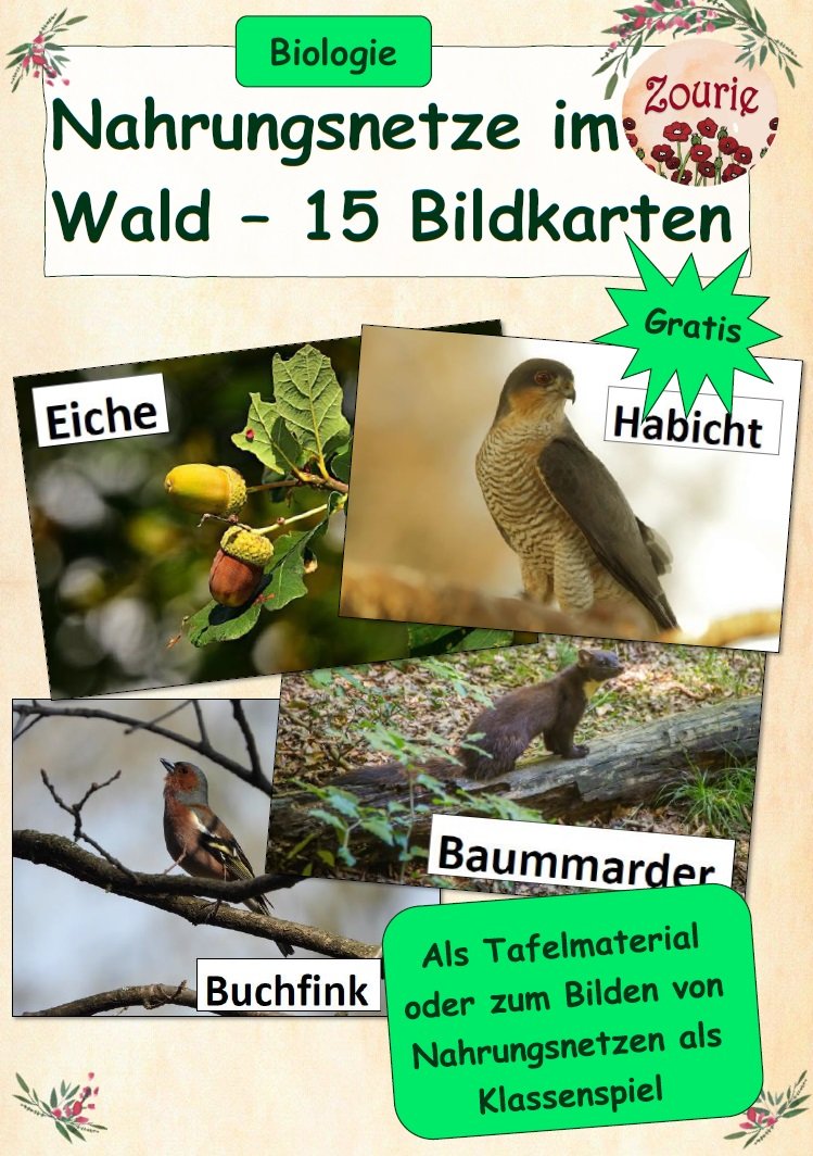 Nahrungsnetze im Wald – 15 Bildkarten