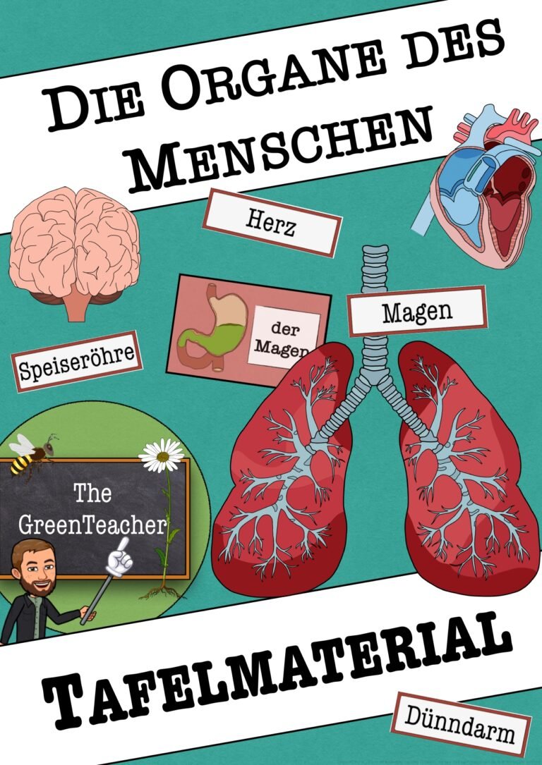 Tafelmaterial Menschliche Organe – Bild- und Wortkarten