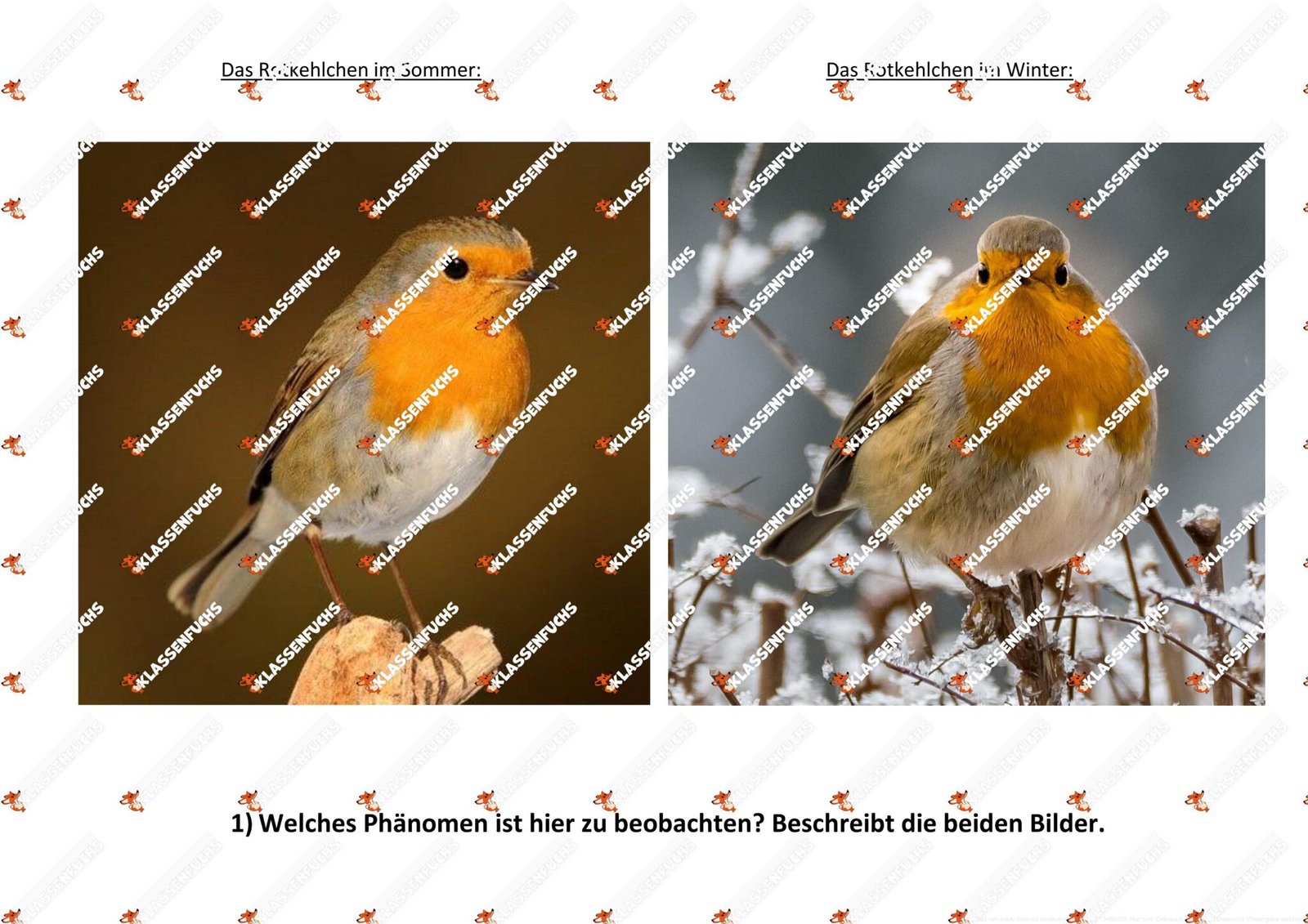 Klassenfuchs Image